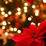 Como usar a Poinsettia na decoração de Natal