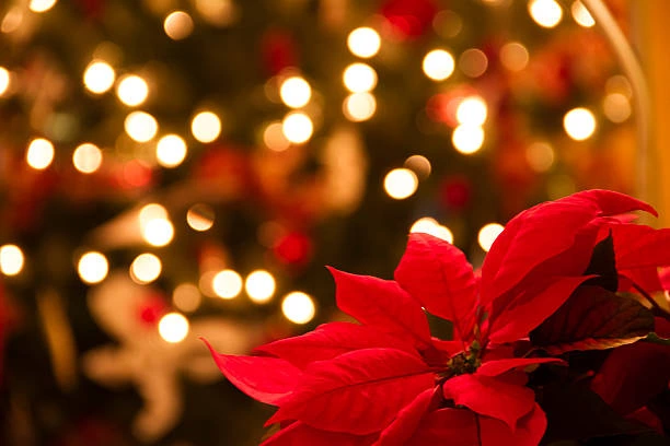 Como usar a Poinsettia na decoração de Natal