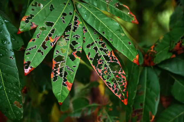 Como identificar, combater e prevenir a Ferrugem nas plantas