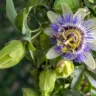 O segredo da Passiflora