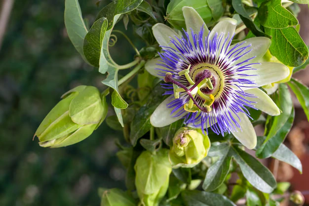 O segredo da Passiflora