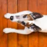 Cão comendo cocô pode ser um problemão