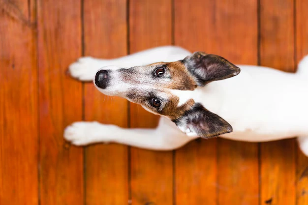 Cão comendo cocô pode ser um problemão