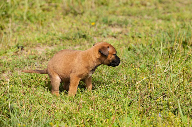 Cão comendo cocô pode ser um problemão