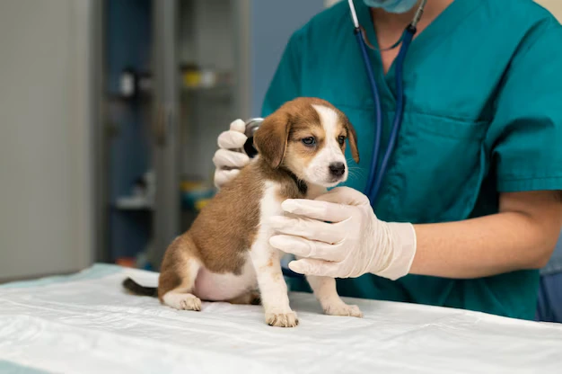 sinais de que o seu cão pode estar doente