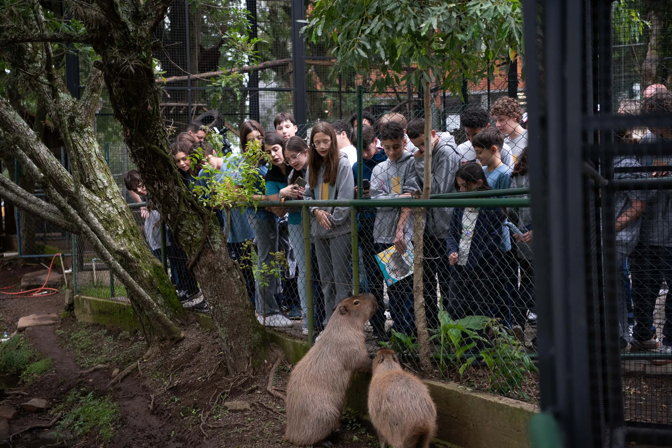 Mais de 30 estudantes participam da reabertura das visitas ao zoológico da UCS, em Caxias do Sul