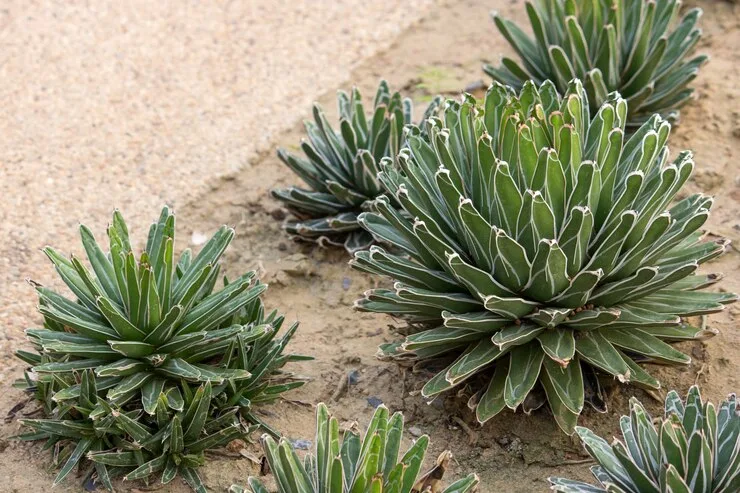 Plantas resistentes ao calor - Foto by Freepik