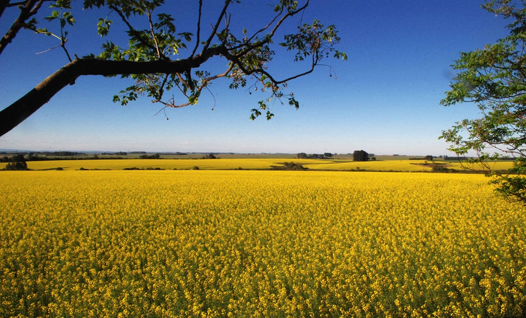 Plantação de canola