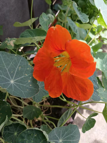 capuchinha (Tropaeolum majus) - Foto by Freepik