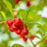 Suco de acerola- Foto by Freepik