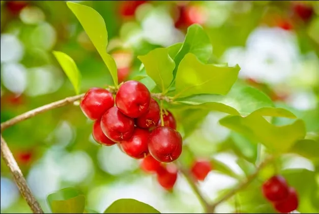 Suco de acerola- Foto by Freepik