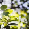 Plantas resistentes ao calor - Foto by Freepik