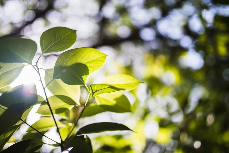 Plantas resistentes ao calor - Foto by Freepik