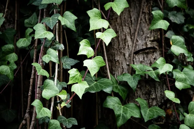 Plantas pendentes