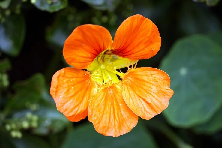 capuchinha (Tropaeolum majus) - Foto by Freepik