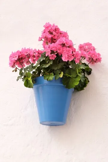 Kalanchoe flor-da-fortuna