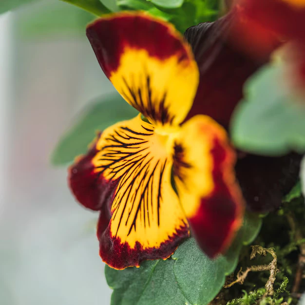 capuchinha (Tropaeolum majus) - Foto by Freepik