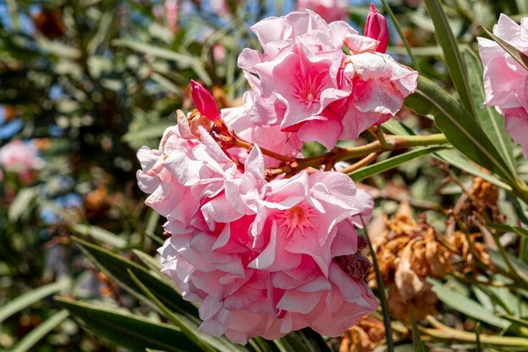 Plantas perigosas para crianças e animais - Foto by Freepik