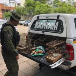 Brigada Militar prende homem com armas, drogas e pássaros silvestres em Caxias do Sul