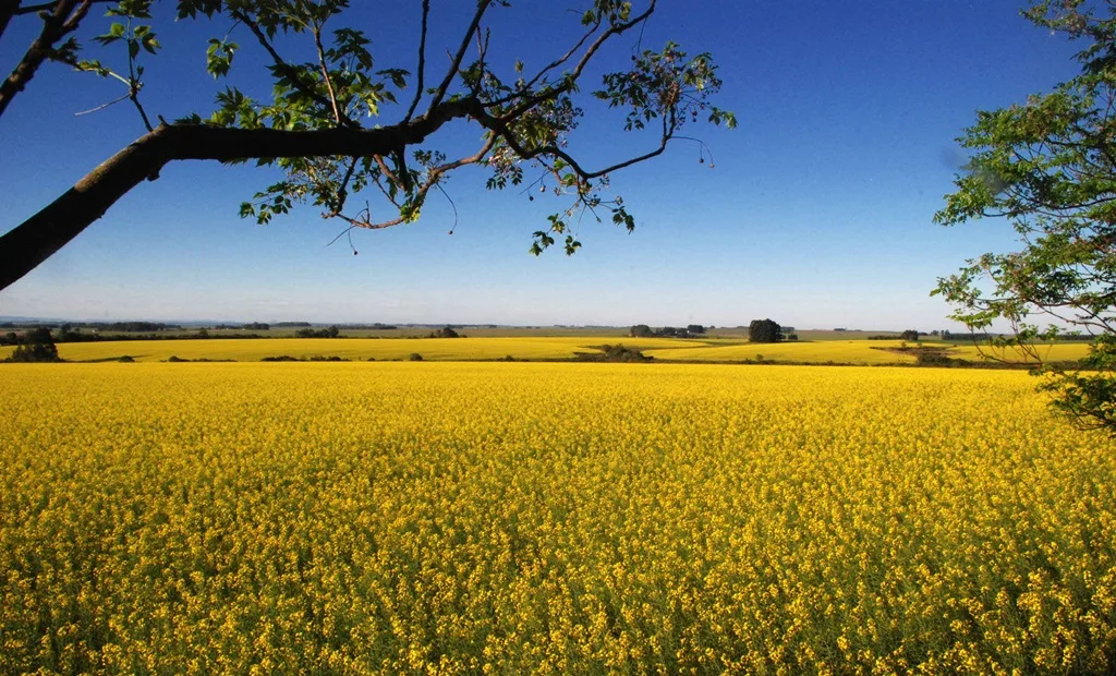 Plantação de canola