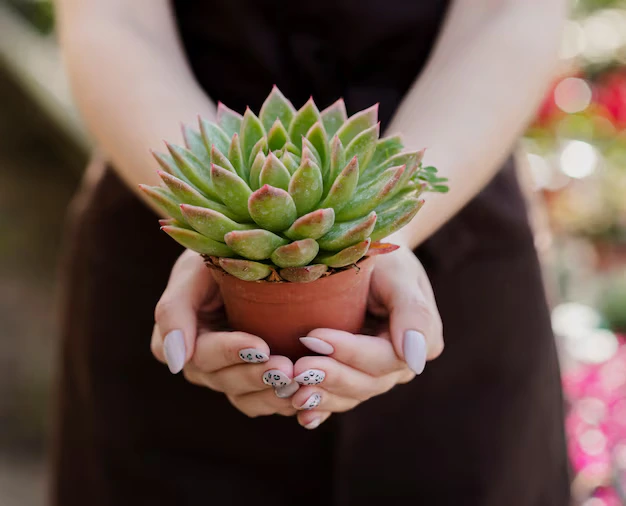 plantas mais fáceis de cuidar - Foto by Freepik (1)