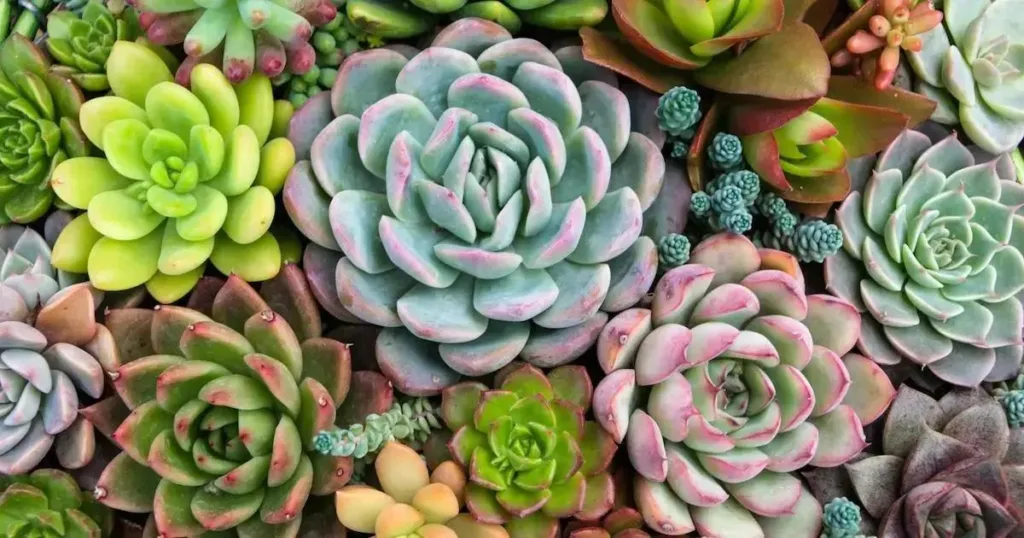 Designed by Freepik: Cultivando suculentas, a planta ideal para os iniciantes da jardinagem. Cuidados, tipos e dicas Designed by Freepik: Cultivando suculentas, a planta ideal para os iniciantes da jardinagem. Cuidados, tipos e dicas