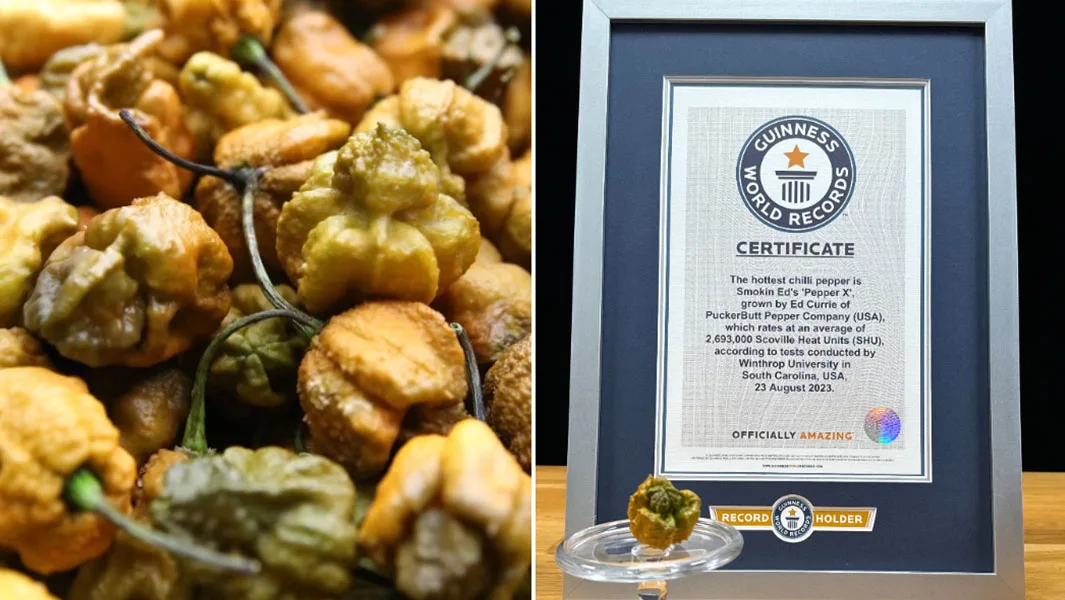 Pepper X - Foto Guinness World Records