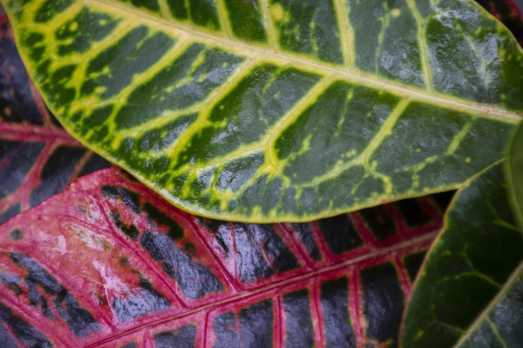 Cultivando Cróton em vasos internos - Foto by Freepik.jpg