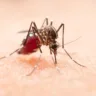 Mosquito da dengue