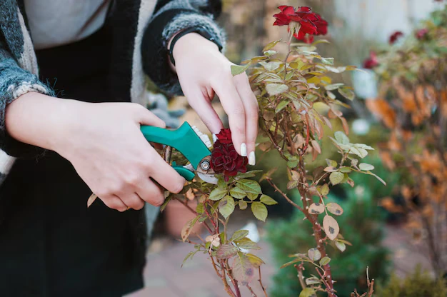 Aprenda a cultivar rosas perfeitas - Foto by Freepik