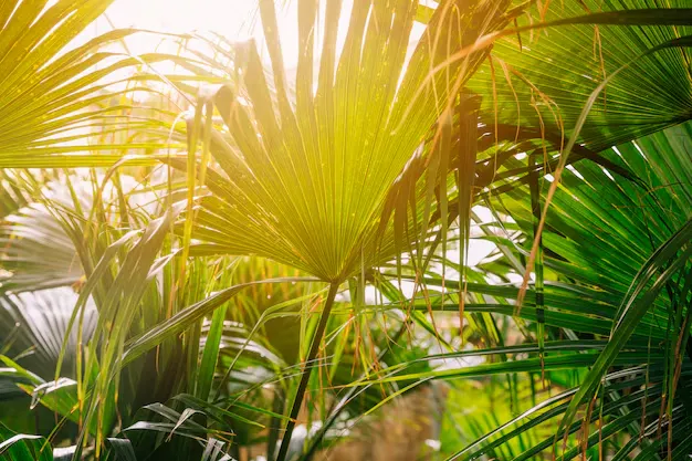 Ráfia - Plantas para criar um ambiente relaxante e harmonioso - Foto by Freepik 