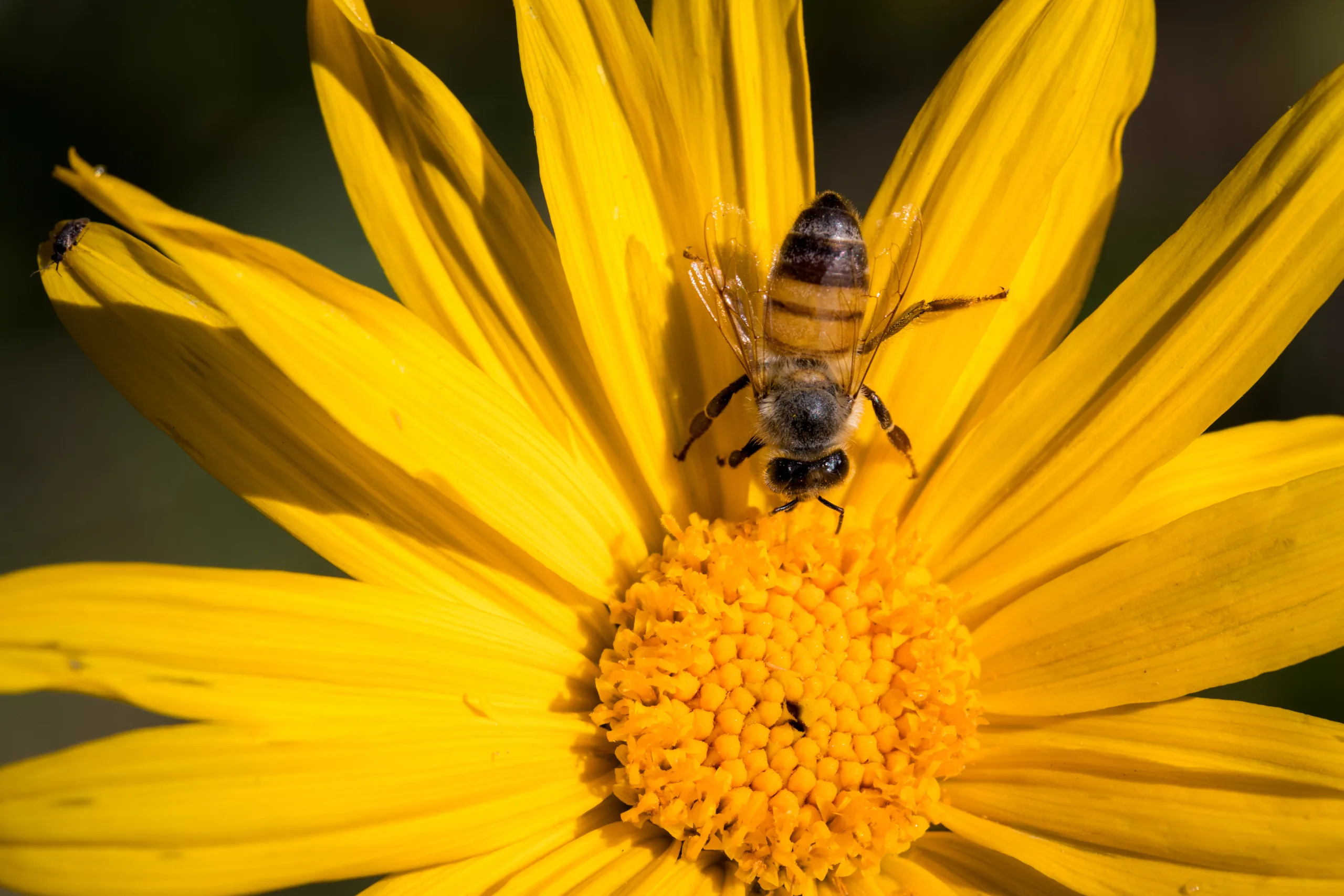 5 flores para atrair abelhas - Foto by Freepik