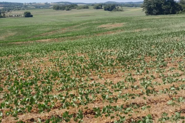 Estiagem prejudica desenvolvimento das lavouras de verão no RS
