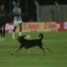 Cachorra invade o gramado em jogo entre Grêmio e Monsoon e diverte a torcida