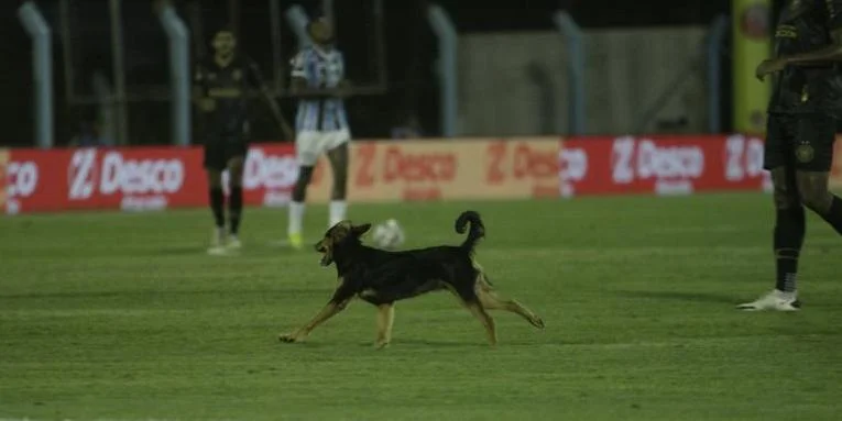 Cachorra invade o gramado em jogo entre Grêmio e Monsoon e diverte a torcida