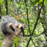 Gambá-de-orelha-branca (Didelphis albiventris)