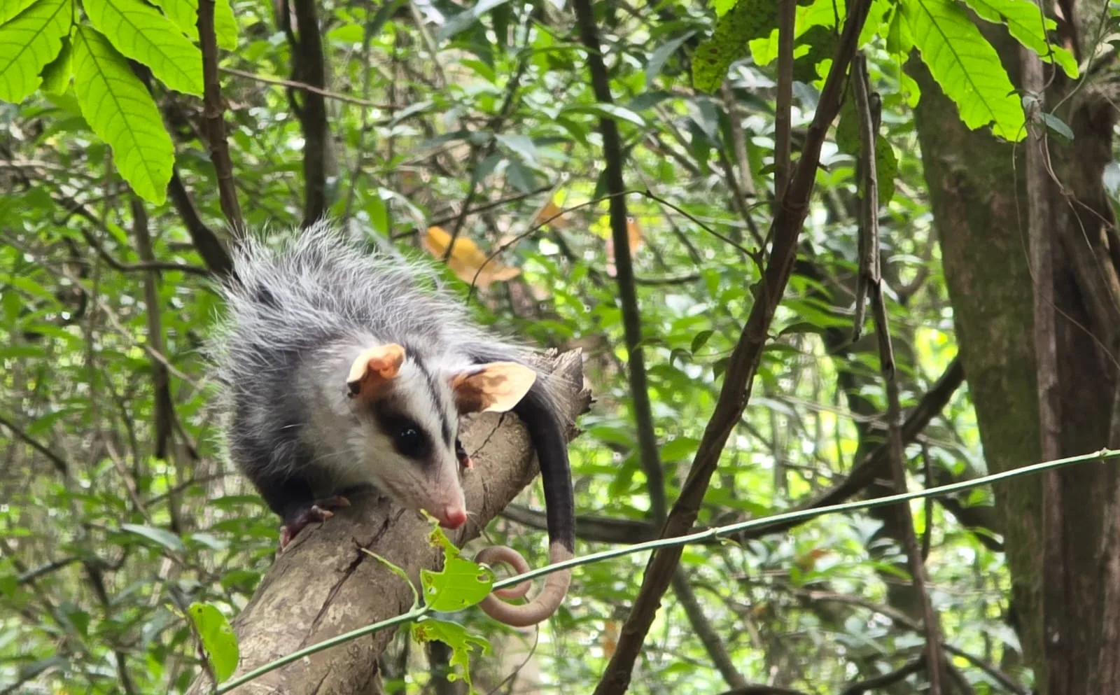 Gambá-de-orelha-branca (Didelphis albiventris)