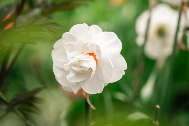 Tudo sobre as Camélias os tipos, as cores e a época de floração