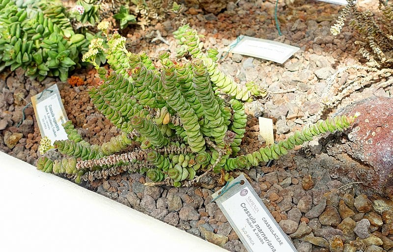 Colar de jade - Foto - Wikipedia