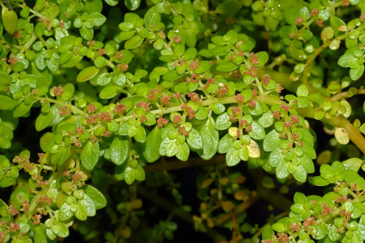 Dinheirinho ou Brilhantina - Foto Flickr - Bobbruxelles - CreativeCommons