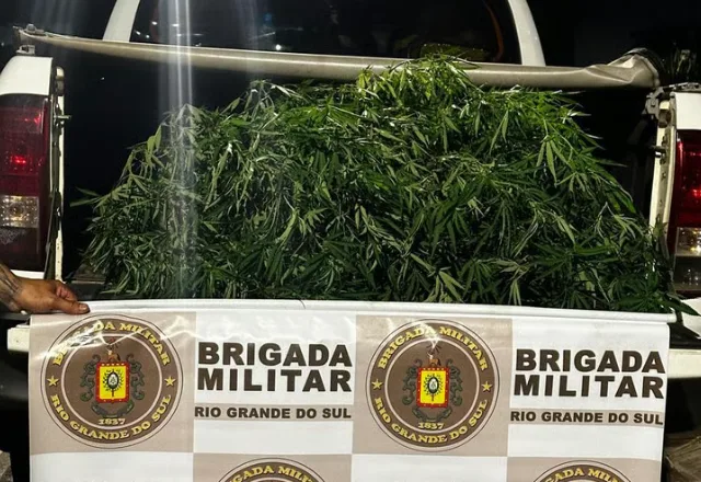 Plantação de maconha é encontrada nos fundos de residência em Roca Sales