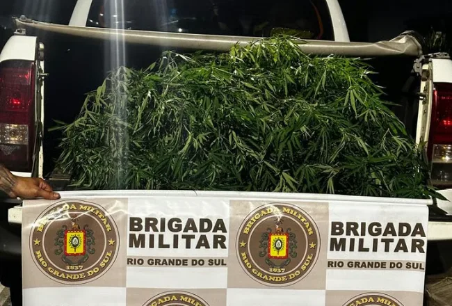 Plantação de maconha é encontrada nos fundos de residência em Roca Sales