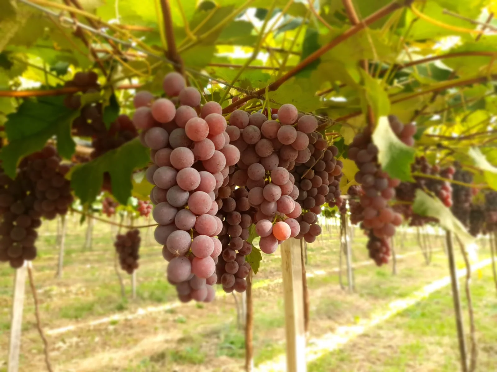 A safra de uva na Serra Gaúcha tem estimativa de 860 mil toneladas, segundo levantamento da Emater/RS-Ascar em 55 municípios da região.