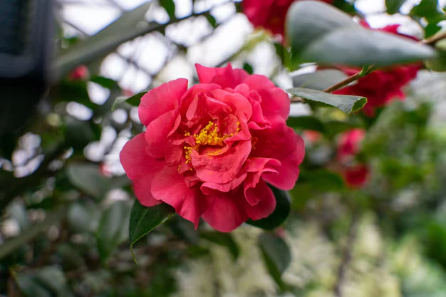 Tudo sobre as Camélias os tipos, as cores e a época de floração