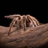 theraphosa-blondi-aranha-comedora-de-passaros-golias