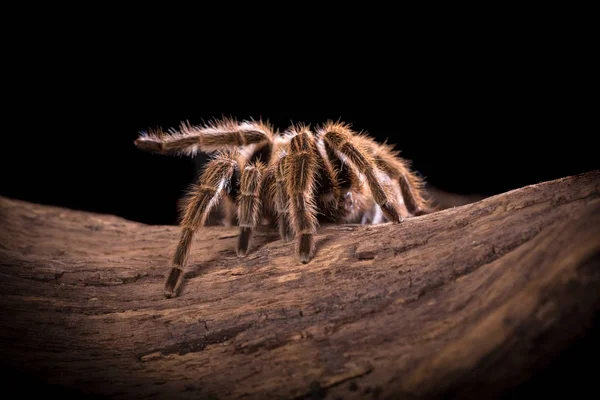 theraphosa-blondi-aranha-comedora-de-passaros-golias