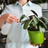 dicas para evitar fungos em plantas