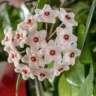 cuidados para a trepadeira Flor de Cera