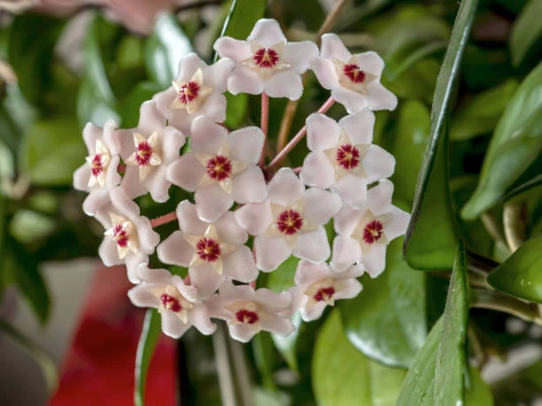 cuidados para a trepadeira Flor de Cera