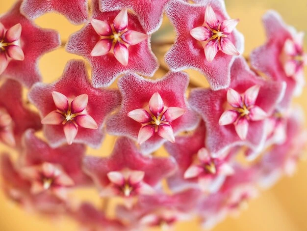 cuidados para a trepadeira Flor de Cera